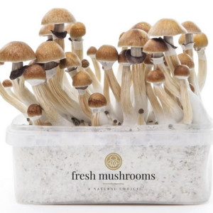 Golden Teacher – Bild 5