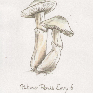 Albino Penis Envy – Bild 3