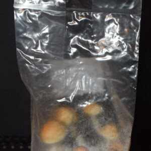 Golden Teacher – Bild 4