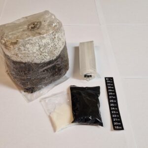 Golden Teacher – Bild 7