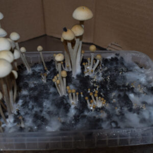 Copelandia – Bild 5