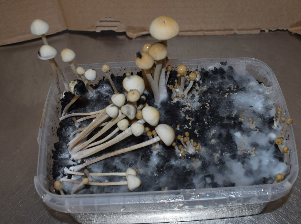 Copelandia – Bild 4