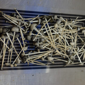 Copelandia – Bild 3