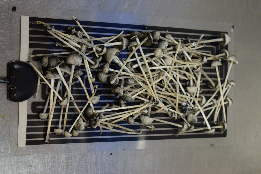 Copelandia – Bild 3