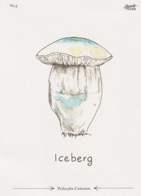 Iceberg