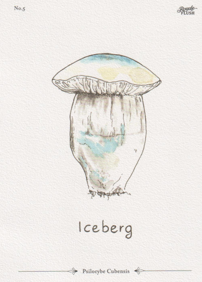 Iceberg – Bild 3