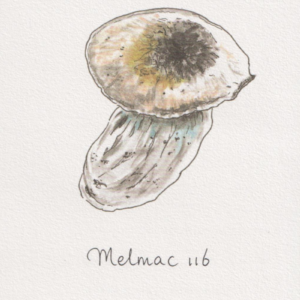 Melmac 116 – Bild 2