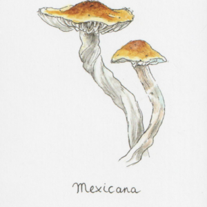 Mexicana – Bild 4