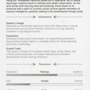 Mexicana – Bild 3